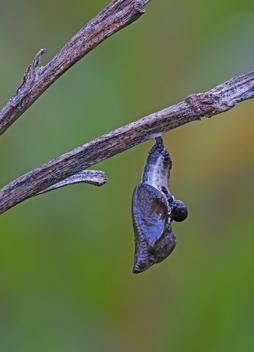 Viceroy chrysalis